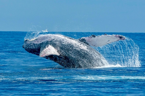 Lahaina: croisière en catamaran d'observation des baleines dans le canal MauiObservation des baleines en milieu de matinée de 2 heures - Départ à 10 h 00