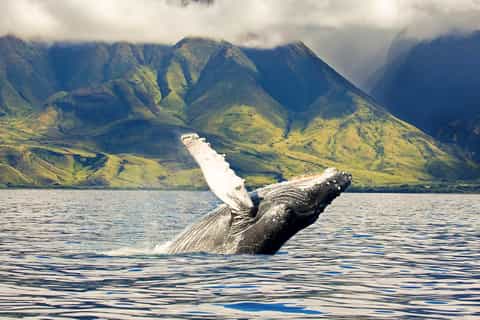 Oahu: Eco-Friendly West Coast Whale Watching Cruise