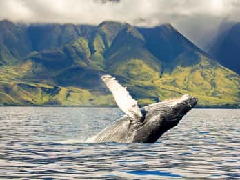 Oahu: Umweltfreundliche Westküsten-Walbeobachtungskreuzfahrt Oahu: Umweltfreundliche Westküsten-Walbeobachtungskreuzfahrt