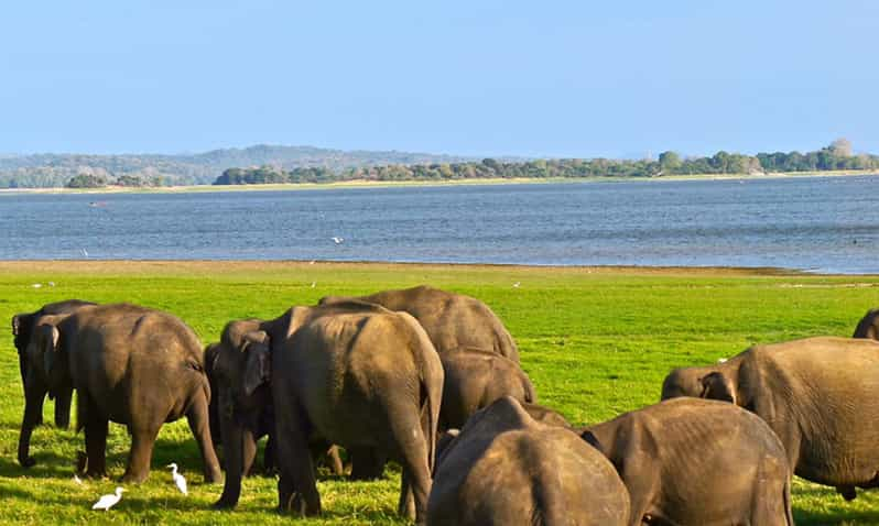 Udawalawe: Private Udawalawe National Park Safari Tour | GetYourGuide