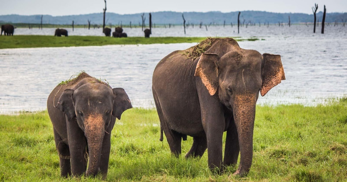 Udawalawe National Park: Private 4x4 Elephant Safari