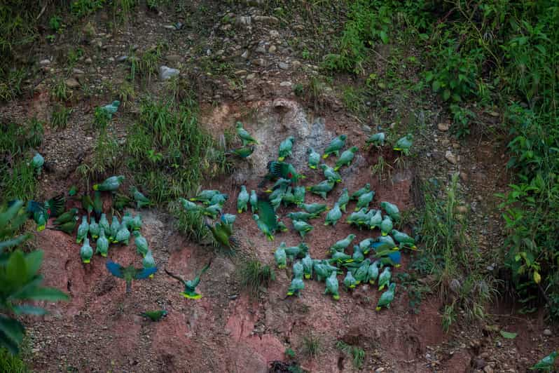 Puerto Maldonado Cachuela Parrot Encounter Puerto Maldonado Peru Getyourguide