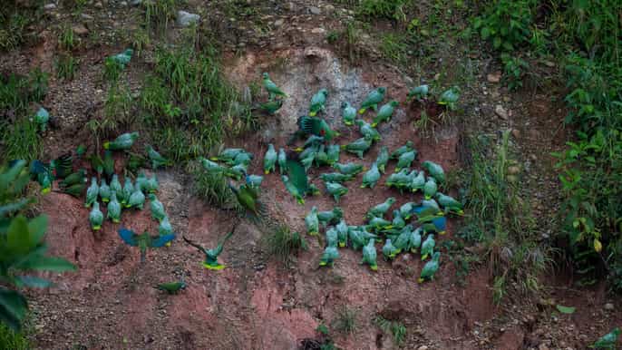 puerto maldonado cachuela parrot encounter