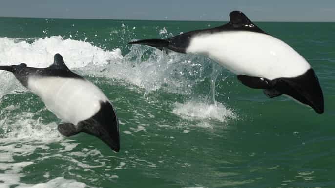 puerto madryn chubut river valley with dolphin watching