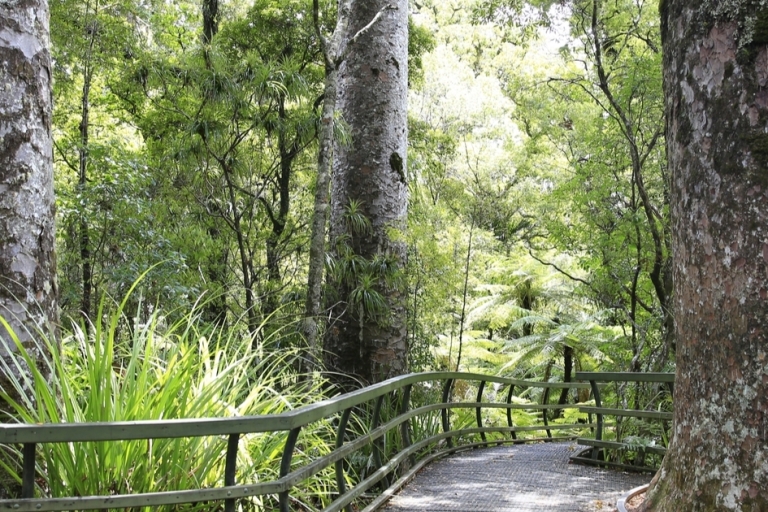 Kawiti Glow Worm Cave Tour & Opua Kauri Forest Walk