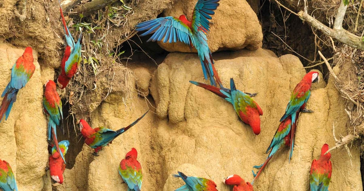Tambopata National Reserve 4 Days | GetYourGuide