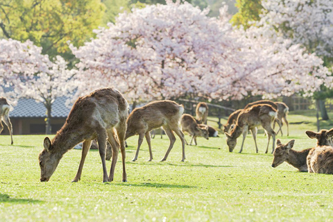 Kyoto och Nara UNESCO-höjdpunkter Dagsutflykt från OsakaOsaka upphämtning kl. 8:40