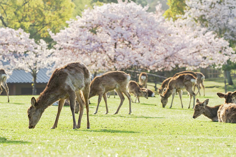 Tour di un giorno di Kyoto e Nara UNESCO Highlights con partenza da OsakaKyoto 9:50