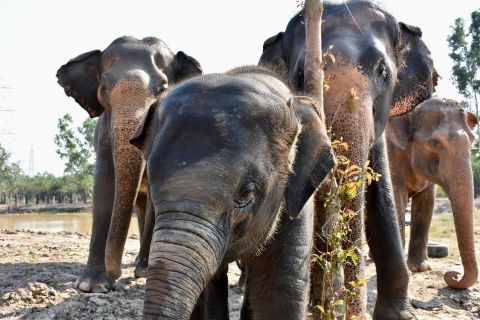 Phetchaburi : visite de Wildlife Friends Foundation Thailand