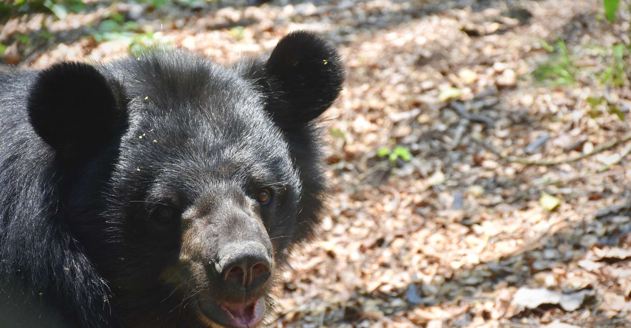 Hua Hin, Wildlife Friends Foundation Thailand Full-Day Visit - Housity