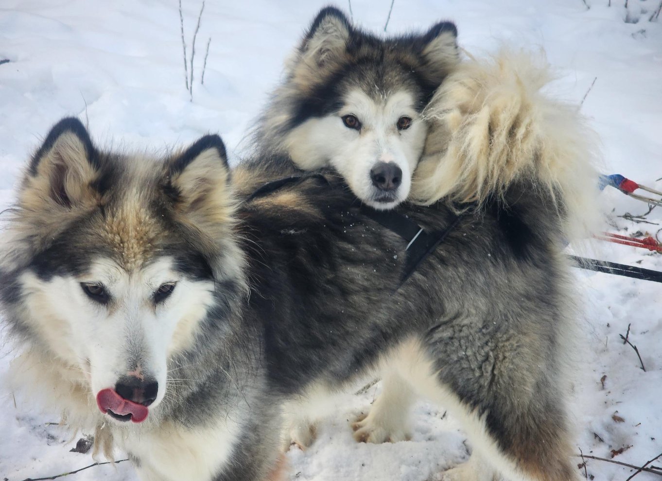Fairbanks: Alaskas sommerslædehundeeventyr