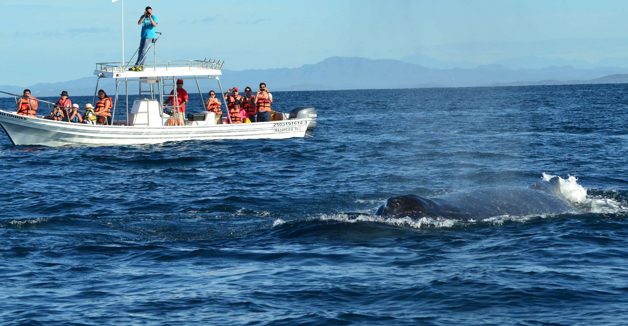 Mazatlan, Whale Watching Adventure - Hizvo