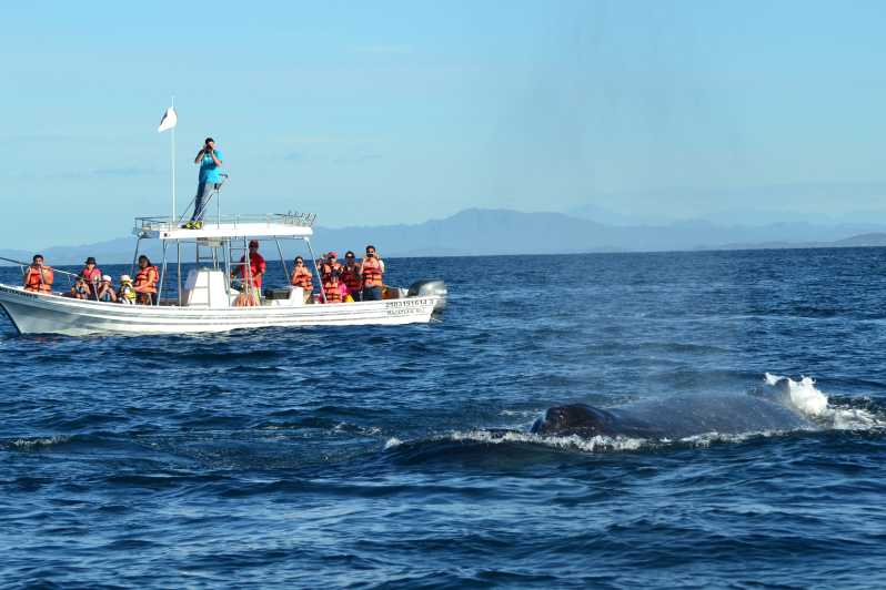 mazatlan whale watching tours