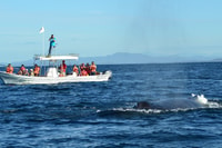Mazatlan, Whale Watching Adventure - Hizvo