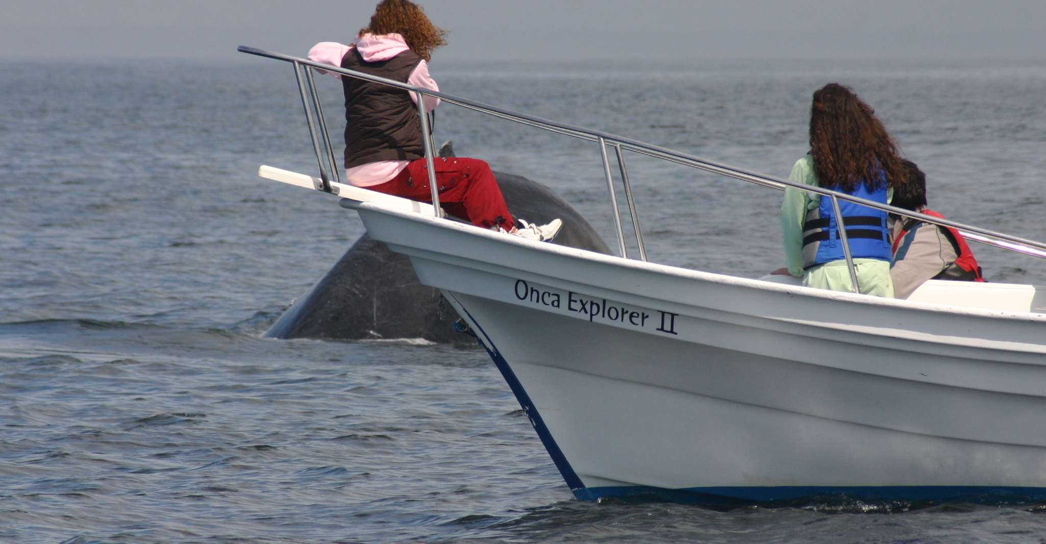 Mazatlan, Whale Watching Adventure - Hizvo