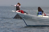 Mazatlan, Whale Watching Adventure - Hizvo