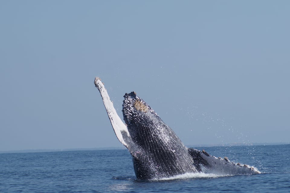 Mazatlan, Whale Watching Adventure - Hizvo