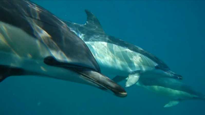 Lisbonne : Excursion en bateau pour observer les dauphins
