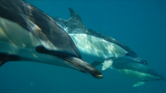 Visit Lisbon Dolphin Watching with Marine Biologist in Faro