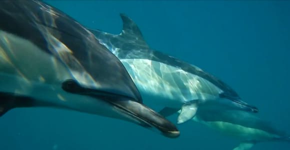 Lisbon: Dolphin Watching Ocean Safari with Marine Biologist