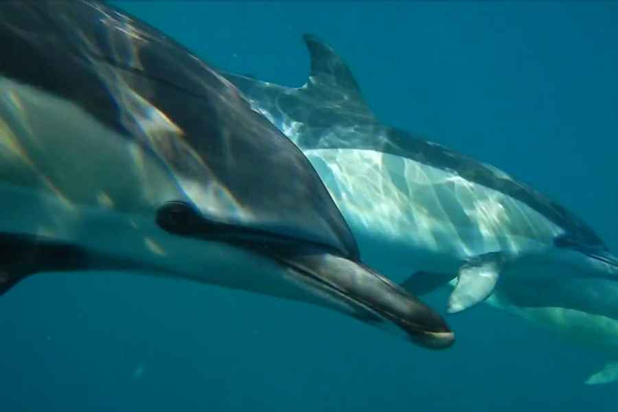 Lissabon: Delfinbeobachtung mit Meeresbiologe