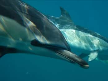 Lisbona: Osservazione dei delfini con un biologo marino