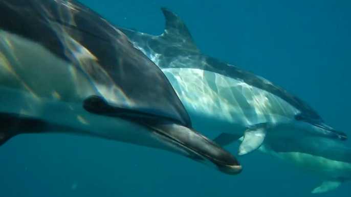 Lisboa: tour en barco de avistamiento de delfines