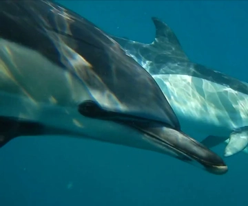 Lisbon: Dolphin Watching with Marine Biologist