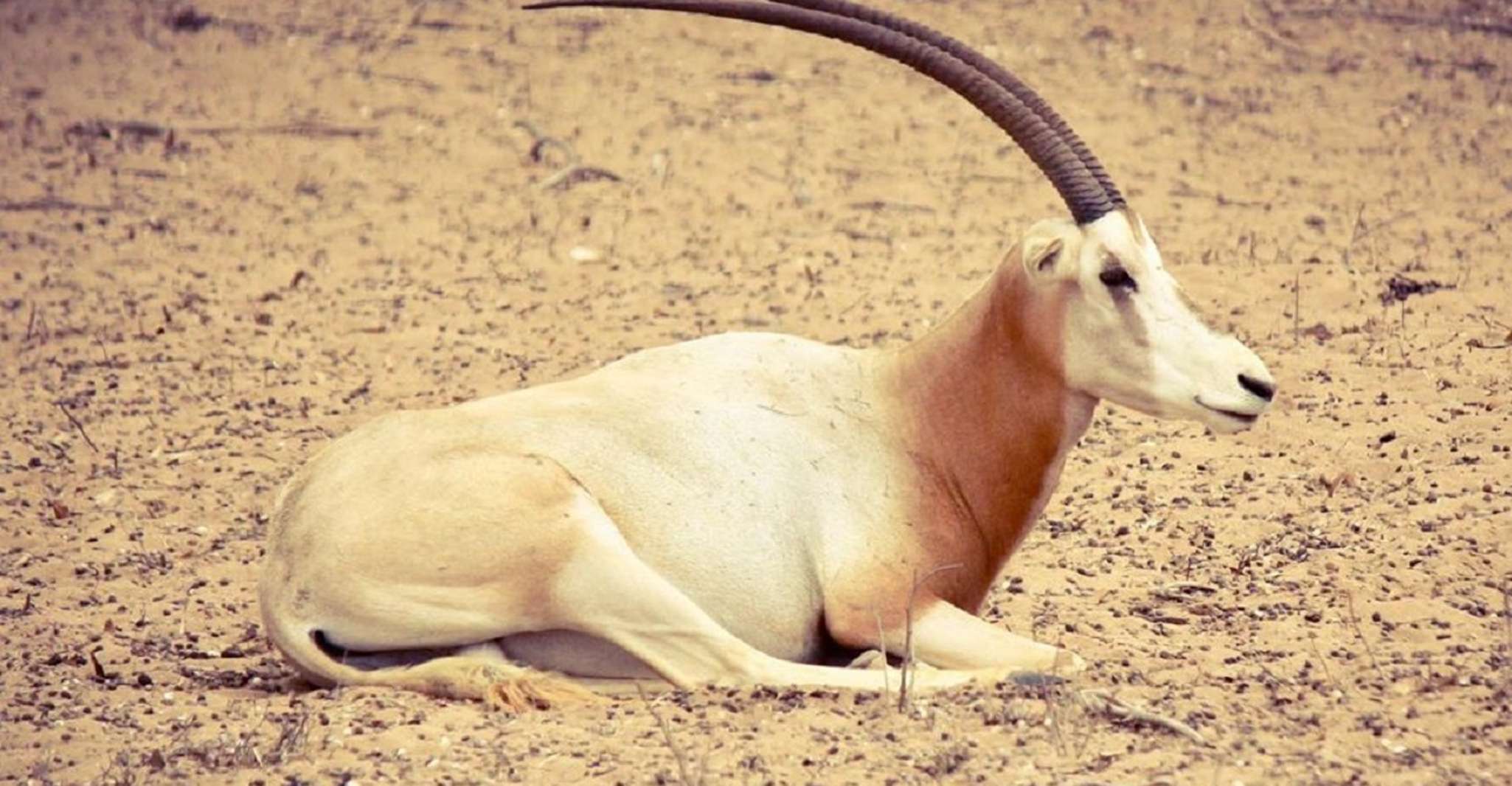 Agadir, Parc national du Souss Visite de la faune d'une demi-journée - Hizvo