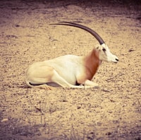 Agadir, Parc national du Souss Visite de la faune d'une demi-journée - Hizvo