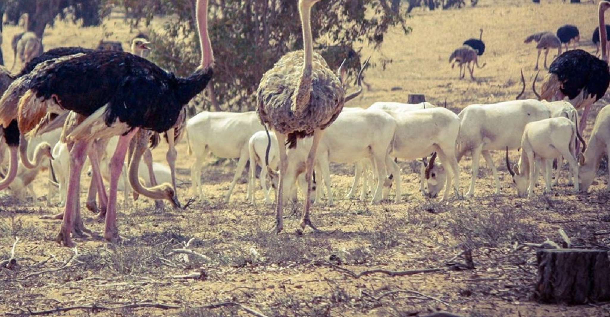 Agadir, Parc national du Souss Visite de la faune d'une demi-journée - Hizvo