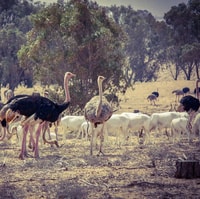 Agadir, Parc national du Souss Visite de la faune d'une demi-journée - Hizvo