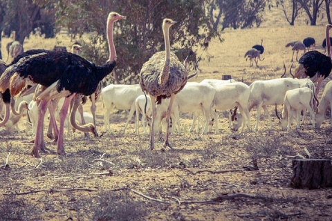 Agadir: Halvdagstur i Souss nationalpark med djurlivAgadir Avresa Souss National Park Wildlife halvdagsutflykt