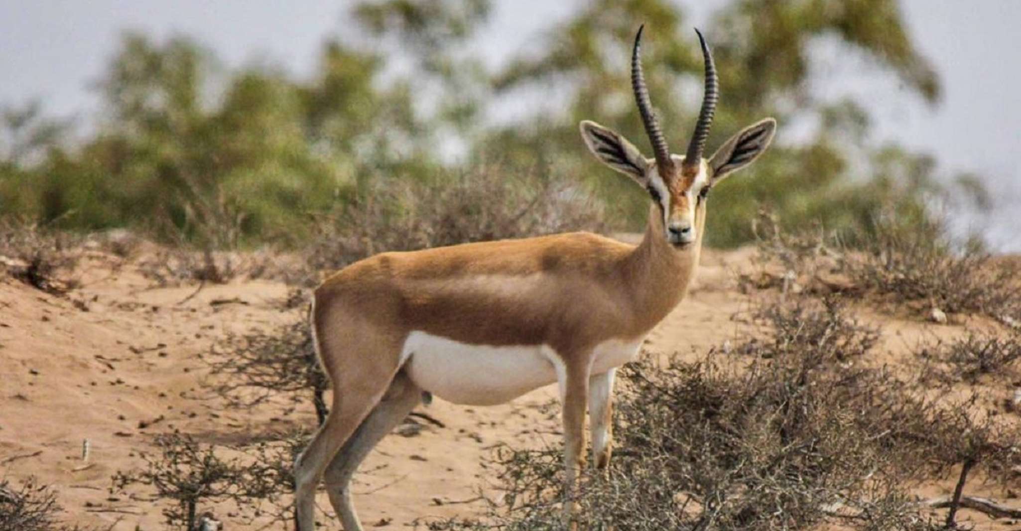 Agadir, Tour de medio día de vida silvestre del Parque Nacional Souss - Hizvo
