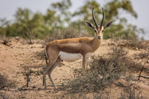 Agadir: tour di mezza giornata della fauna selvatica del Parco Nazionale di Souss