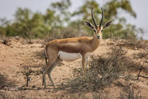 Agadir: Tour de medio día por la fauna del Parque Nacional de Souss