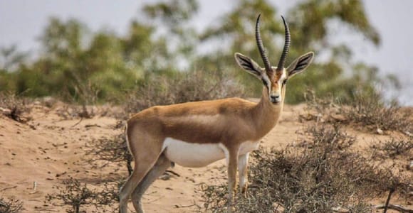 A slender gazelle with long ringed horns standing in pale sand among low grey scrub, looking straight at the camera