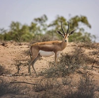 Agadir, Parc national du Souss Visite de la faune d'une demi-journée - Hizvo