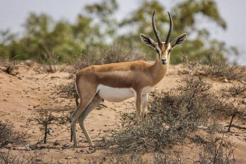 Agadir: Tour de medio día por la vida silvestre del Parque Nacional de Souss