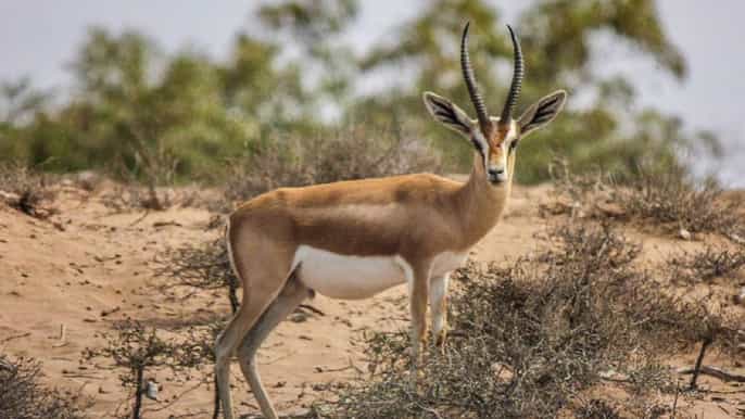 agadir souss national park wildlife halfday tour