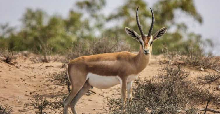 Parque nacional de SusMasa, Provincia de ChtoukaAït Baha Reserva de