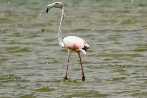 Agadir: halve dag Souss Nationaal Park