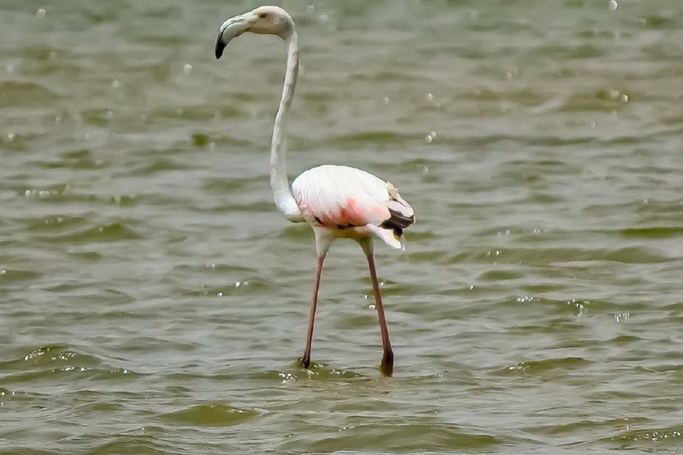 Agadir: halve dag Souss Nationaal Park