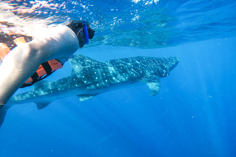 Whale Shark Adventure from Cancun and Mayan Riviera Whale Shark Adventure from Riviera Maya and Playa del Carmen