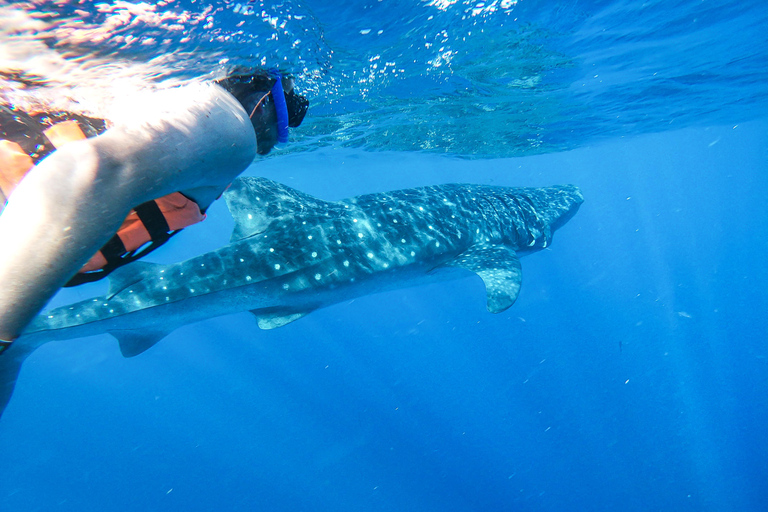 Whale Shark Adventure from Cancun and Mayan Riviera Whale Shark Adventure from Riviera Maya and Playa del Carmen
