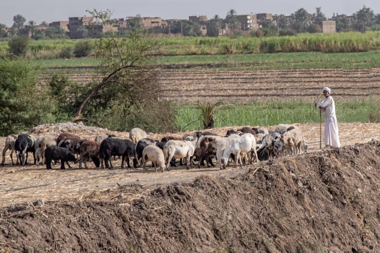 Luxor: Stadtrundfahrt mit der Pferdekutsche vom Ostufer