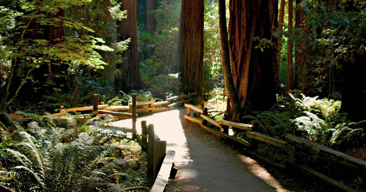 muir woods and sonoma wine tour