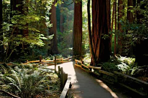 Full-Day Muir Woods with Napa and Sonoma Wine Tour