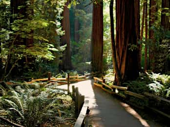 Ganztägige Weintour: Muir Woods, Napa und Sonoma Ganztägige Weintour: Muir Woods, Napa und Sonoma