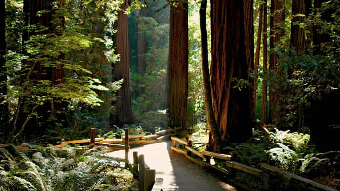fullday muir woods with napa and sonoma wine tour